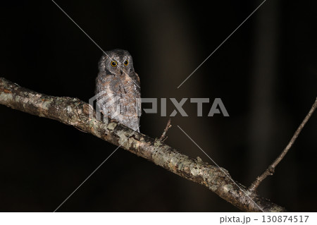コノハズク幼鳥①(北海道) コノハズク幼鳥①(北海道) 130874517