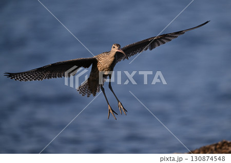 ホウロクシギ⑱（北海道） 130874548
