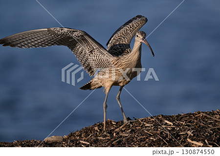 ホウロクシギ⑳(北海道) ホウロクシギ⑳(北海道) 130874550