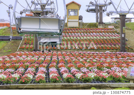 茶臼山高原のリフトとカラフルなサンパチェンスの花畑 130874775