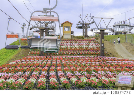 茶臼山高原のリフトとカラフルなサンパチェンスの花畑 130874778