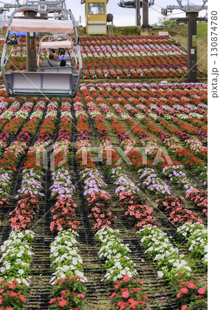 茶臼山高原のリフトとカラフルなサンパチェンスの花畑 茶臼山高原のリフトとカラフルなサンパチェンスの花畑 130874780