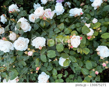 Bunch of white flowers are in a garden Bunch of white flowers are in a garden 130875271