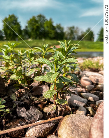 Small plant is growing in a rocky area Small plant is growing in a rocky area 130875272