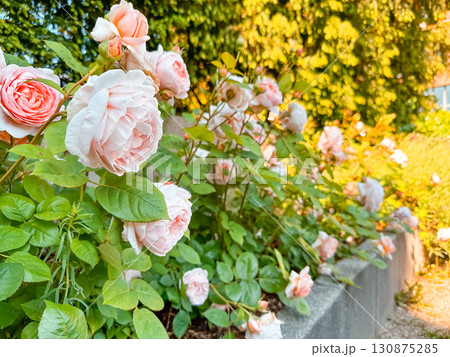 Row of pink flowers are in a garden 130875285