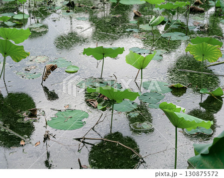 蓮池風景 蓮池風景 130875572