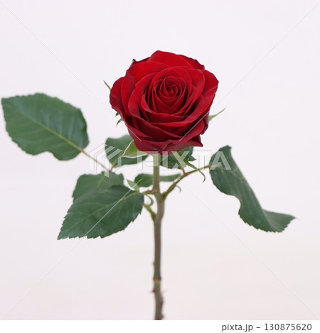 ベルベットリップ 130875620