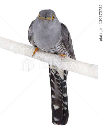 cuckoo isolated on white background. 130875729