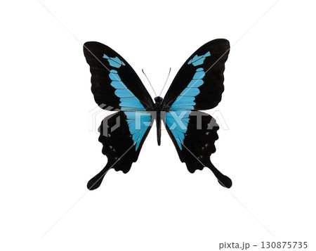 Papilio ulysses isolated on white background Papilio ulysses isolated on white background 130875735