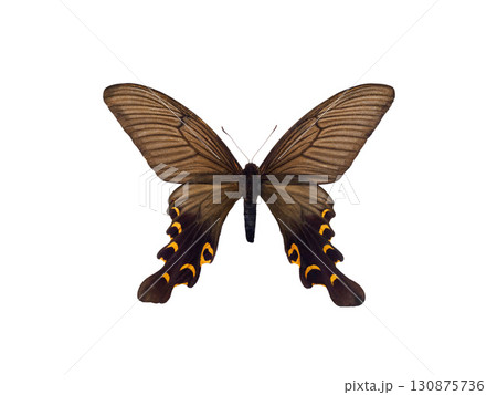 butterfly Atrophaneura alcinous isolated on white background butterfly Atrophaneura alcinous isolated on white background 130875736