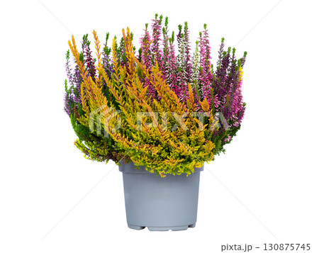 heather isolated on white background heather isolated on white background 130875745