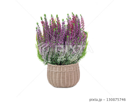 heather isolated on white background 130875746