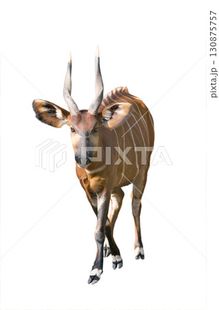 mountain bongo isolated on white background 130875757