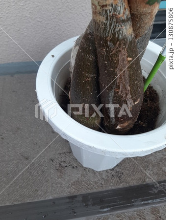 木の根　パキラ 130875806