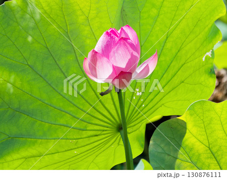 蓮池風景 130876111