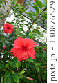 ハイビスカス 130876529