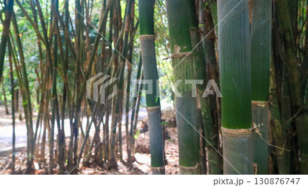 Green bamboo, bamboo clusters, traditional Asian construction materials 130876747