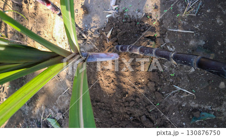 Unique variety purple sugar cane in agriculture rural farming  130876750
