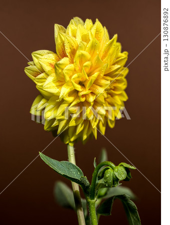 Golden Yellow Dahlia Blooming Against a Dark Background 130876892