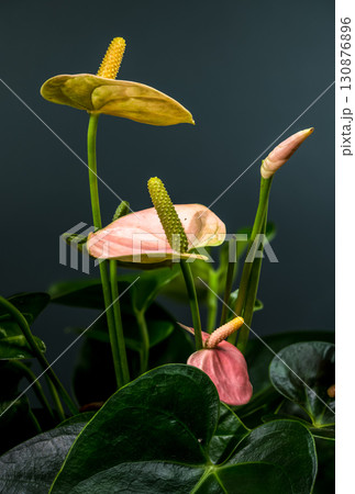 Graceful Pink Anthurium Plant with Lush Leaves Graceful Pink Anthurium Plant with Lush Leaves 130876896