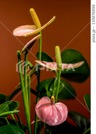 Elegant Anthurium Blooms Against a Warm Background 130876898