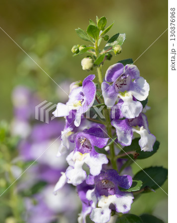 夏の花壇のバイカラーのアンゲロニア 130876968