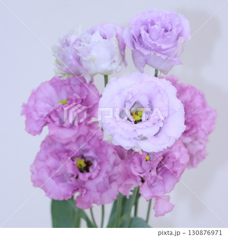 ジュリアスラベンダー ジュリアスラベンダー 130876971