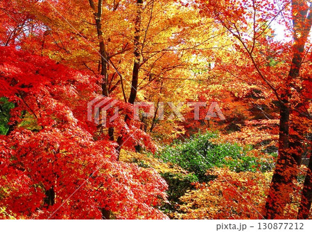 京都の北野天満宮にある御土居のもみじ苑の紅葉 京都の北野天満宮にある御土居のもみじ苑の紅葉 130877212