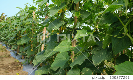 Cucumber plants growing in Asian agricultural fields, rural farming Indonesia  130877291