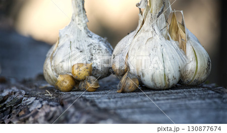 Elephant garlic bulbs and corms with hard shell, close-up shot. Elephant garlic bulbs and corms with hard shell, close-up shot. 130877674
