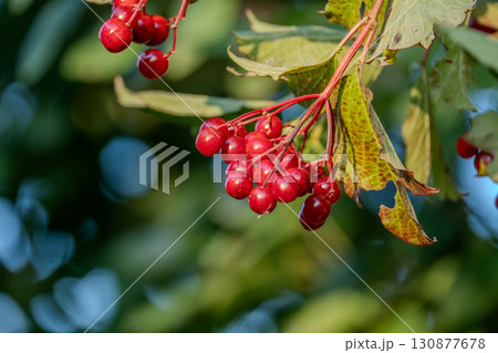 Bright Red Guelder Rose Berries with Green Leaves in Nature Background 130877678