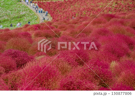 秋を彩るコキアの紅葉 130877806