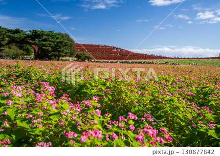 花満開の秋のそば畑 花満開の秋のそば畑 130877842