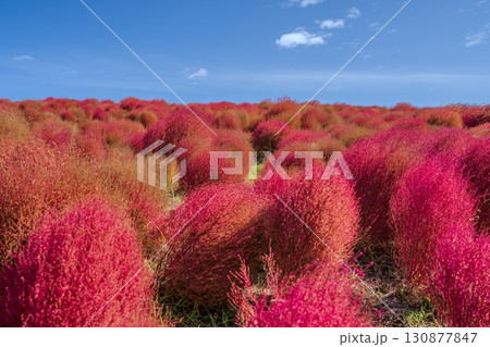秋を彩るコキアの紅葉 130877847