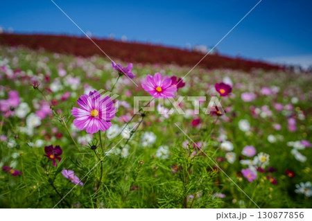 秋を彩るコスモスとコキアの紅葉 秋を彩るコスモスとコキアの紅葉 130877856
