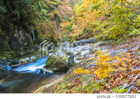 錦秋に彩られる照葉峡 錦秋に彩られる照葉峡 130877881