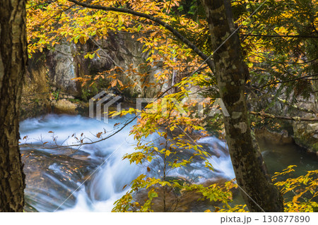 錦秋に彩られる照葉峡 130877890