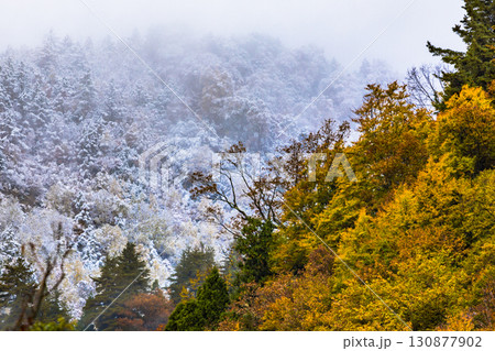 【照葉峡】紅葉と雪山の饗宴 130877902