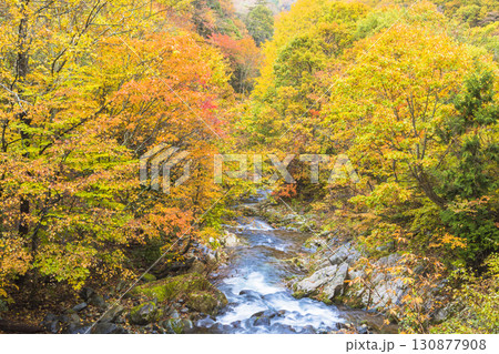 錦秋に彩られる照葉峡 錦秋に彩られる照葉峡 130877908