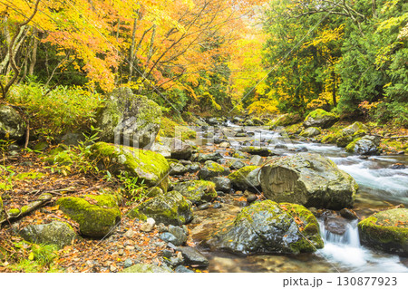 秋色に染まる照葉峡 秋色に染まる照葉峡 130877923