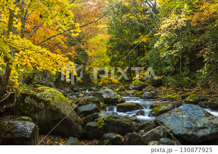 秋色に染まる照葉峡 130877925