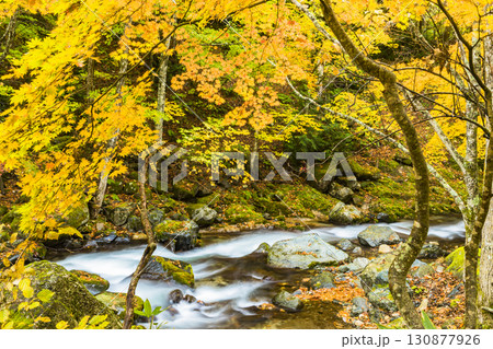 秋色に染まる照葉峡 秋色に染まる照葉峡 130877926