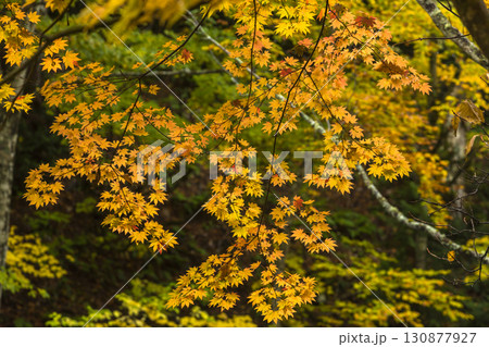 秋色に染まる照葉峡 130877927