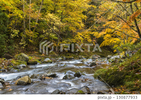 秋色に染まる照葉峡 秋色に染まる照葉峡 130877933