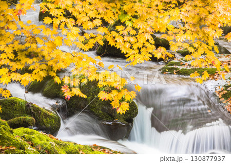 秋色に染まる照葉峡 秋色に染まる照葉峡 130877937
