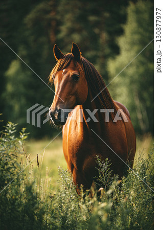 A magnificent red horse stands against the backdrop of a forest and a meadow in tall grass. Vertical image of a horse. 130877977