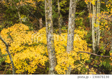 秋色に染まる照葉峡 秋色に染まる照葉峡 130878130