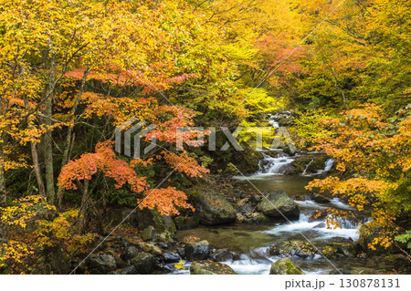秋色に染まる照葉峡 130878131
