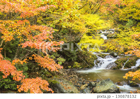 秋色に染まる照葉峡 130878132