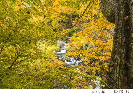 秋色に染まる照葉峡 秋色に染まる照葉峡 130878137